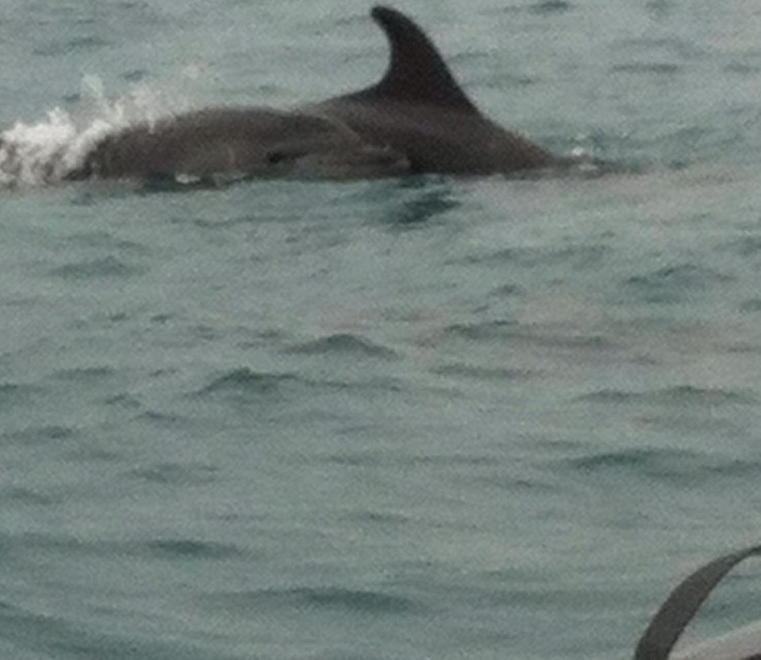 Show di delfini vicino alla costa 