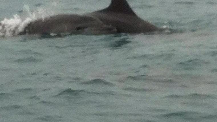 Show di delfini vicino alla costa