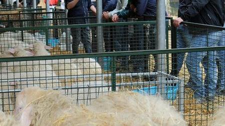 Il sindaco ribelle attacca: penalizzati dall’allarme