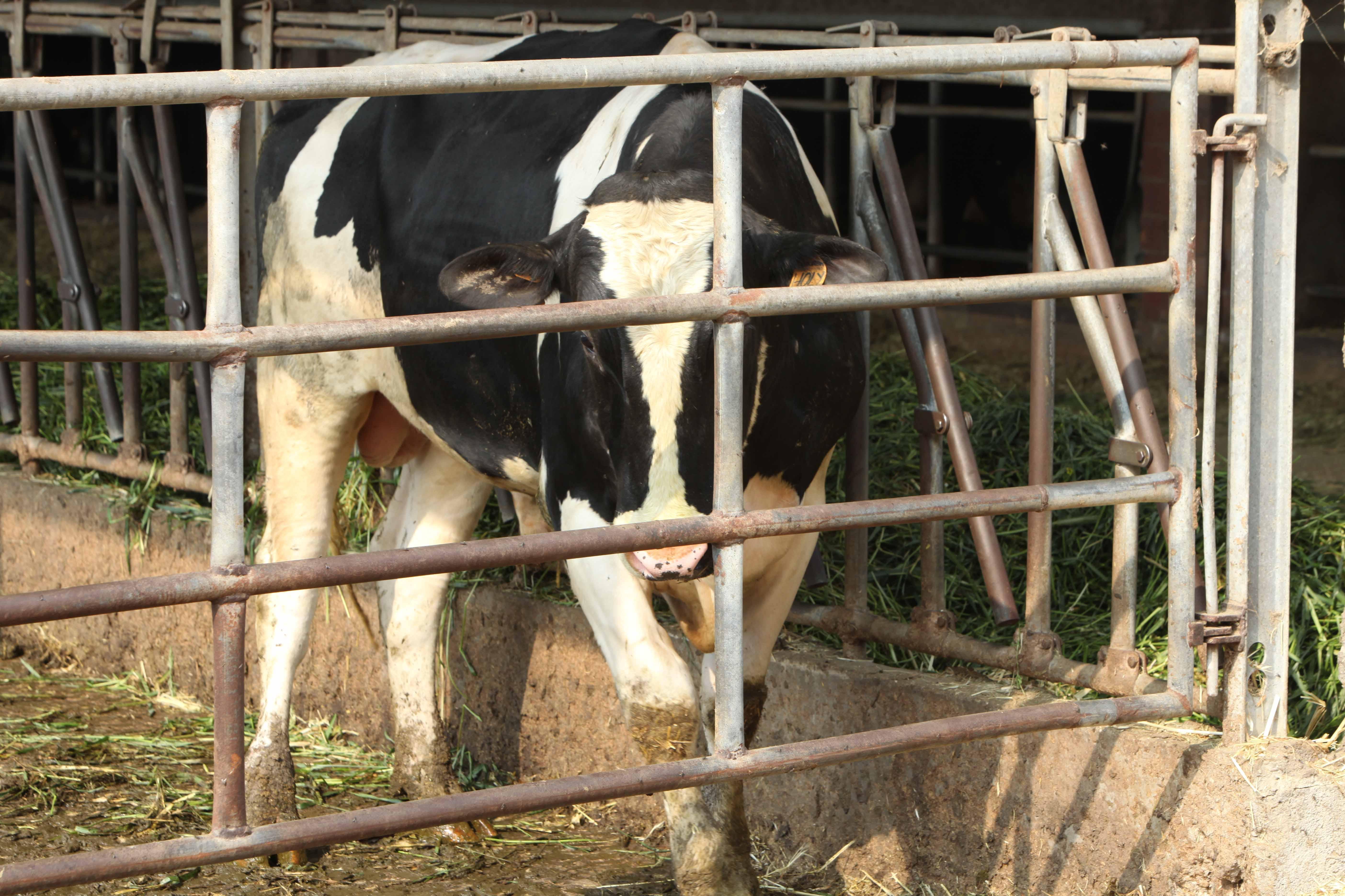 Allevatore di 26 anni caricato e ferito da un toro 