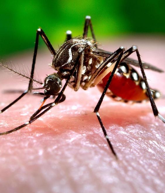 Febbre da virus Zika, non esiste un vaccino contro la malattia 