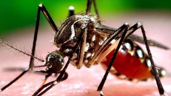Febbre da virus Zika, non esiste un vaccino contro la malattia 