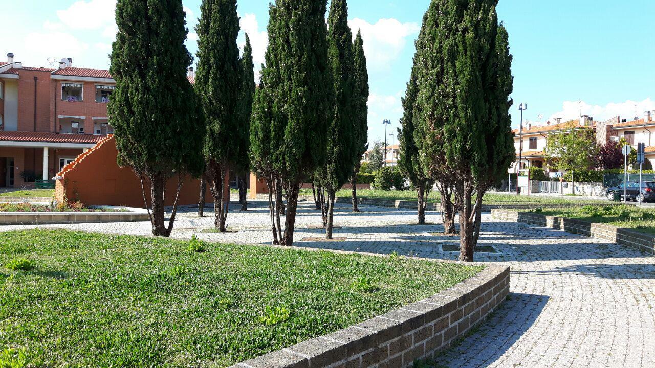 I cipressi di piazza Iori dopo l'intervento di sfoltimento
