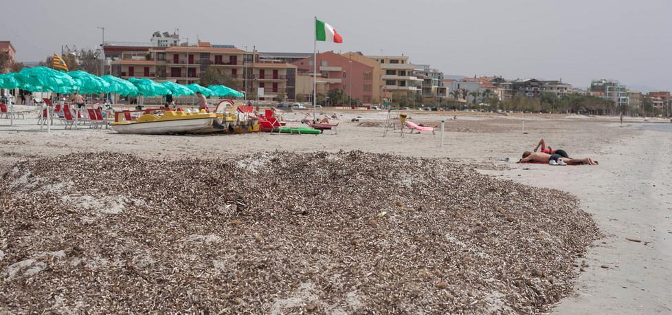 Cumuli di posidonia, ad Alghero in ritardo la pulizia delle spiagge