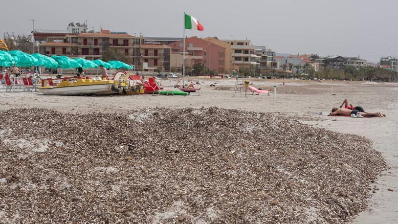 Cumuli di posidonia, ad Alghero in ritardo la pulizia delle spiagge