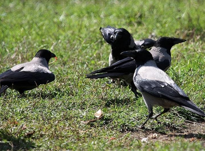 Via libera all’abbattimento delle cornacchie 