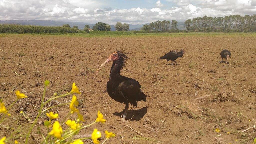 Gli Ibis eremita nel Padule di Fucecchio (foto di Cinzia Lorenzi)