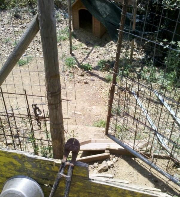 Atto vandalico al rifugio per cani 