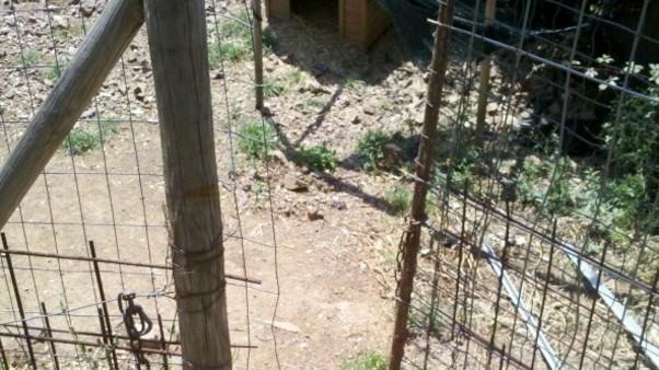 Atto vandalico al rifugio per cani