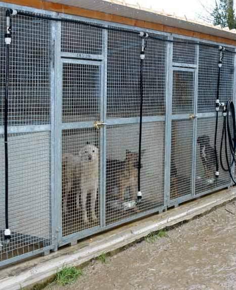 Contratto in scadenza, il Comune cerca un gestore per il canile 