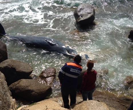Balenottero spiaggiato a Cala Pira 