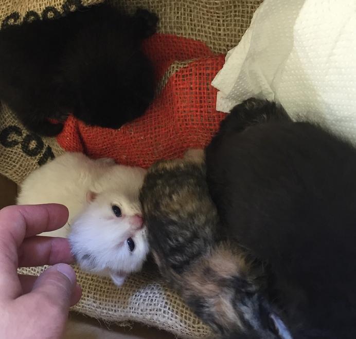 Sette gattini gettati nel bidone La polizia municipale li salva 