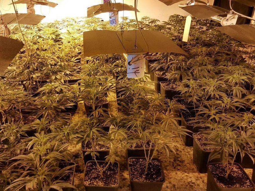 Operazione della Finanza: sigilli a fabbrica di marijuana 