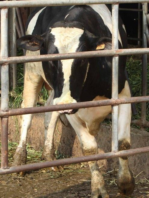 Esce dall’ospedale l’operaio caricato e ferito da un toro