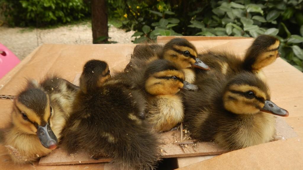 Soliera, anatraccoli incollati su una trappola per topi