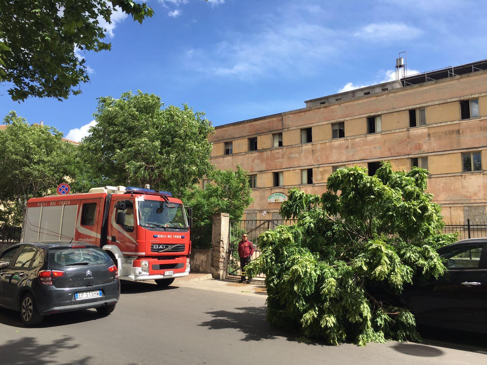 L'albero caduto sul cofano del Suv 