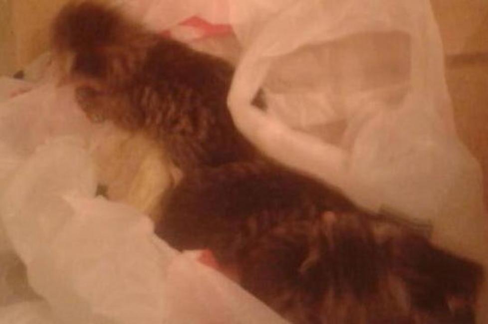 I gattini appena liberati dal sacchetto di plastica