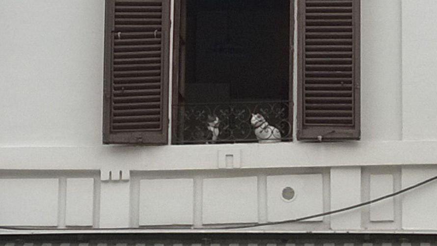Colti in flagranza i “gatti pettegoli”
