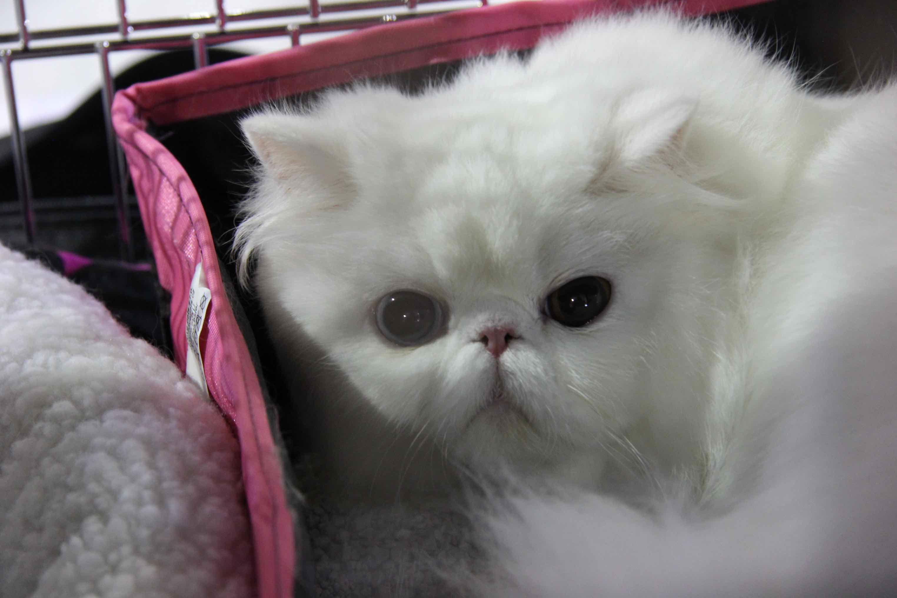 Uno dei gatti in mostra all'Estra Forum (foto Batavia)