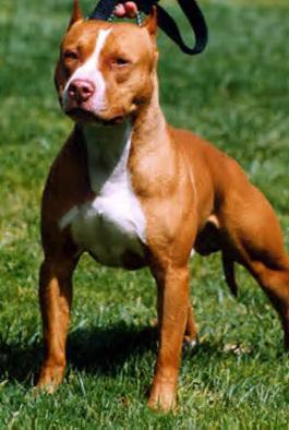E al Gispi di Coiano il “Dog day nazionale”