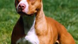 E al Gispi di Coiano il “Dog day nazionale”