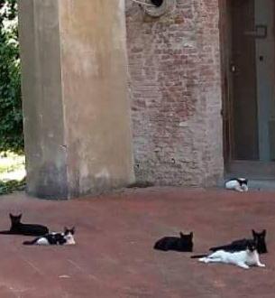 Gattini “prigionieri” del cantiere 