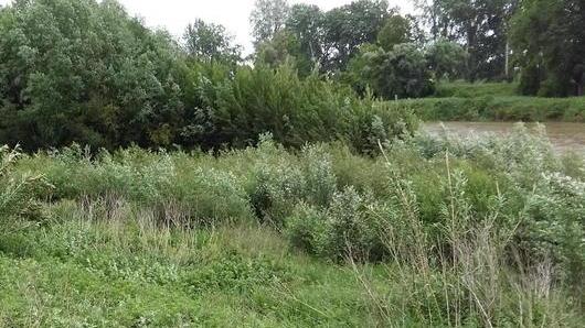 Parco fluviale impraticabile tra rovi e ortiche