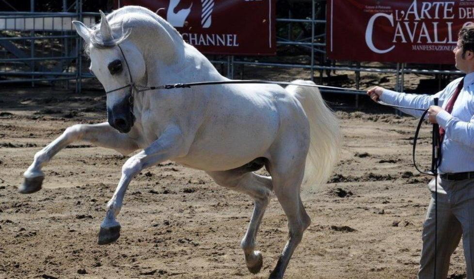 Il puledro di Bocelli in Versiliana 