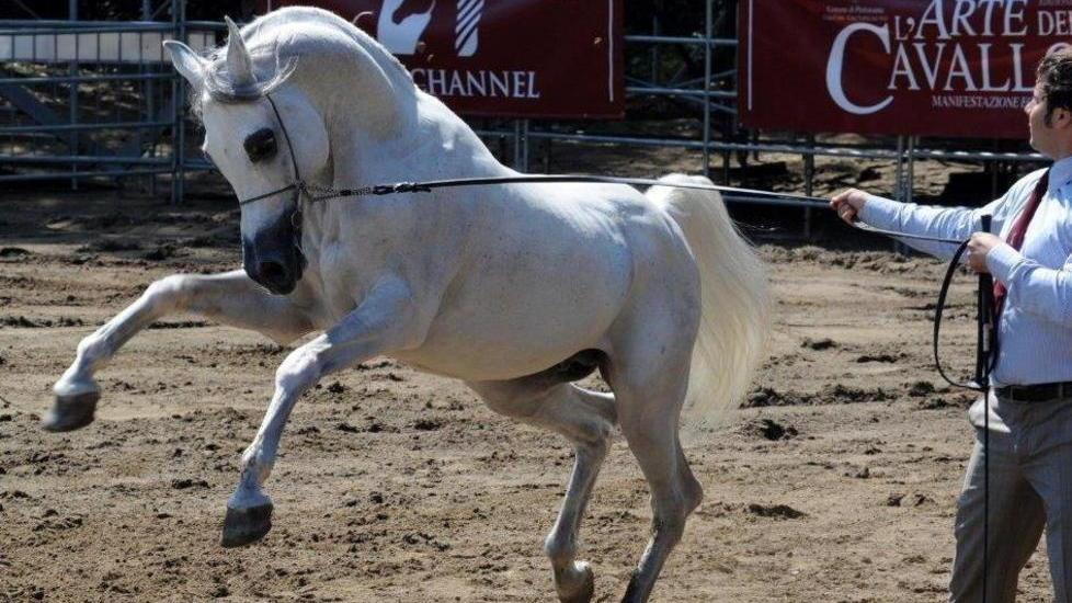 Il puledro di Bocelli in Versiliana