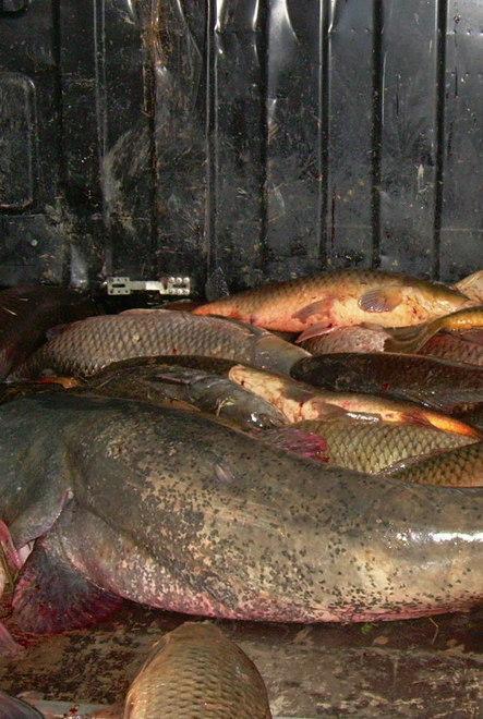 Pesca di frodo, monito delle associazioni 