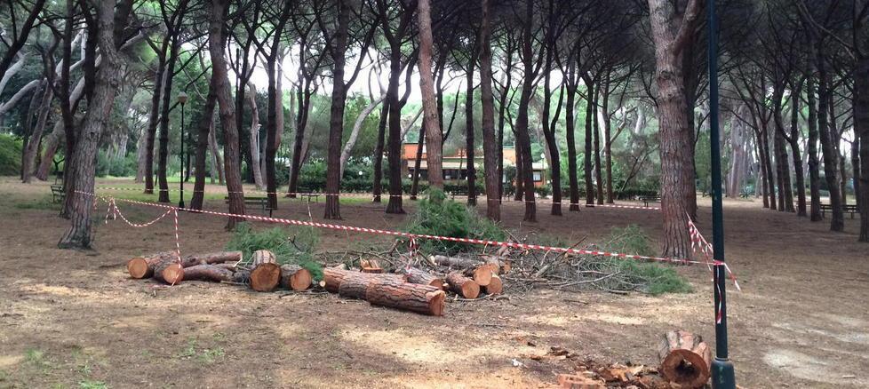 Alcuni alberi abbattuti in pineta Marradi