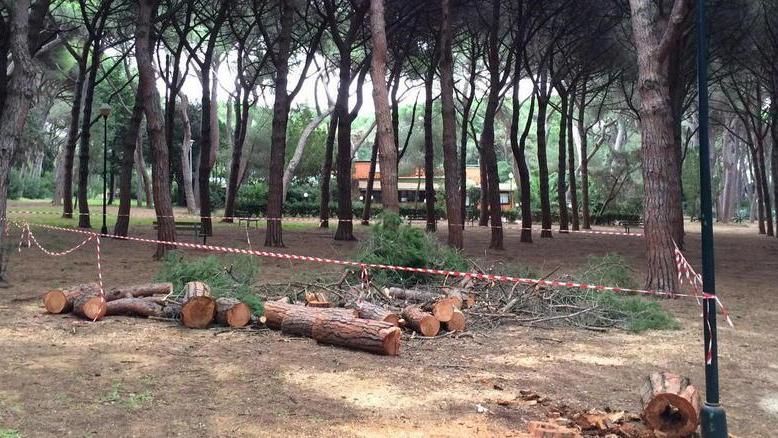 Alcuni alberi abbattuti in pineta Marradi