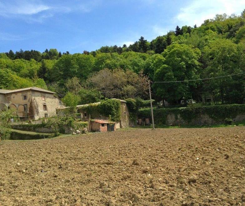 La cipolla dell’Amiata dal macero al mercato 