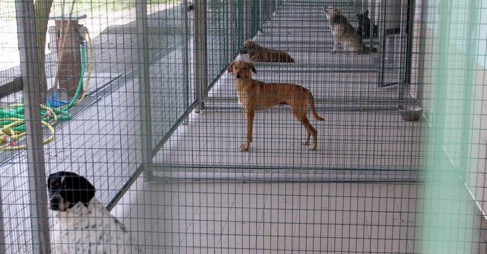 Canile, un’altra incursione: i ladri volevano gli animali 