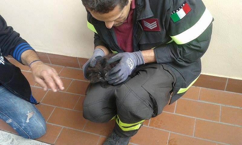 Il gatto "Ceppino"