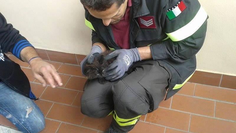 Il gatto "Ceppino"