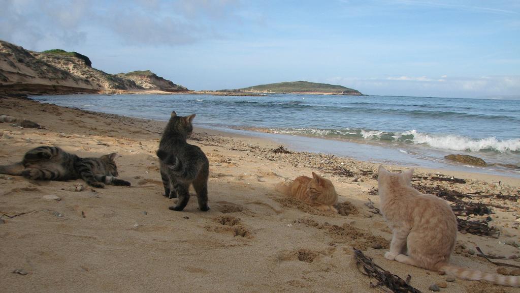 La colonia felina di Su Pallosu