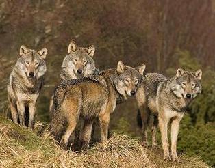 Cacciatori contro i lupi «Sono tanti e fanno danni» 