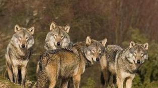 Cacciatori contro i lupi «Sono tanti e fanno danni»