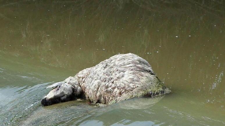 Carcassa di pecora sul fiume Elsa