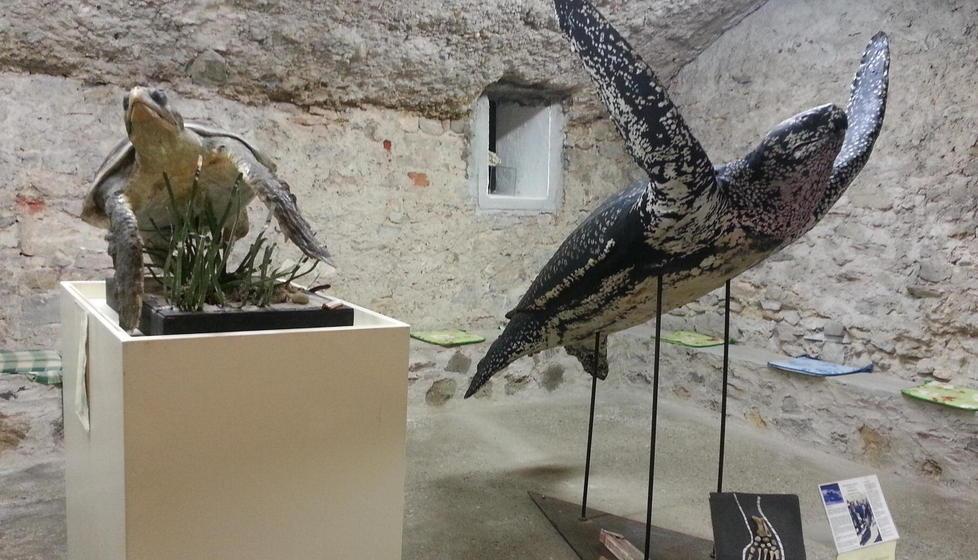 Lezioni gratuite di biologia marina con “Amico museo”