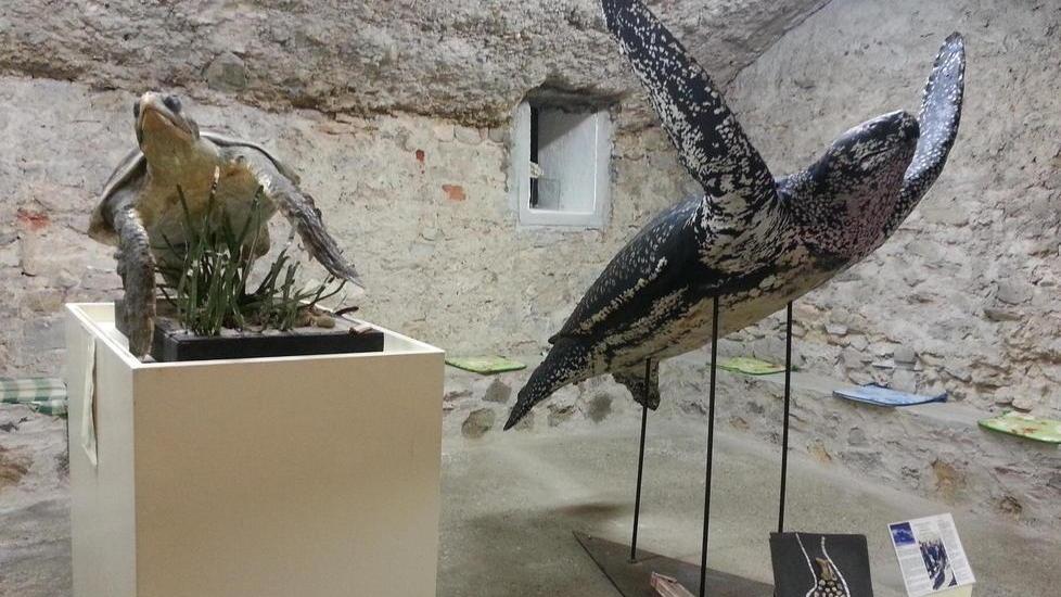 Lezioni gratuite di biologia marina con “Amico museo”