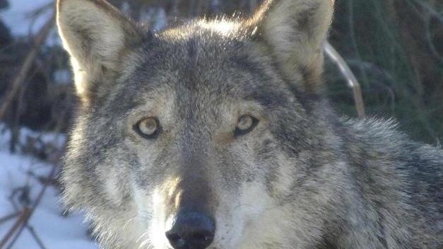 Due assalti al gregge in due giorni «È un lupo, ha agito sempre alle 12.15»