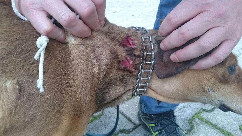 Lupo aggredisce un cane nel cortile di un’abitazione
