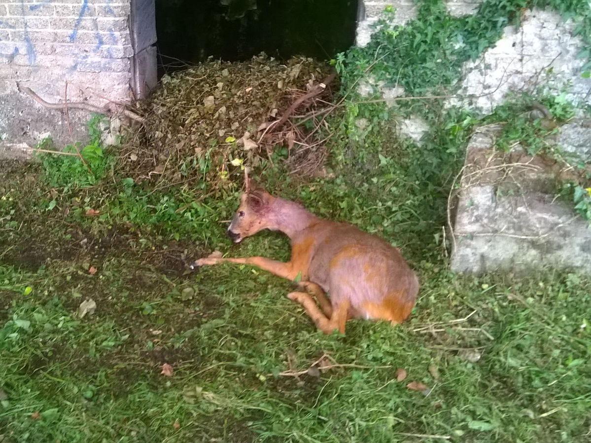 Il capriolo ferito fotografato all'interno del Parco della Fontanella