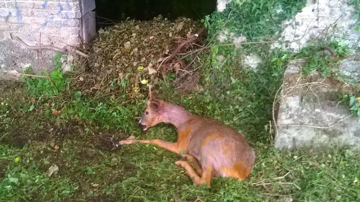 Il capriolo ferito fotografato all'interno del Parco della Fontanella