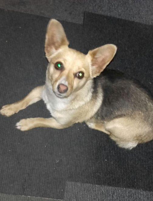 La cagnolina è stata chiamata Fossa