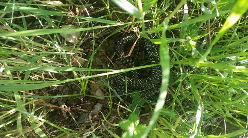 Spunta un serpente tra i giochi