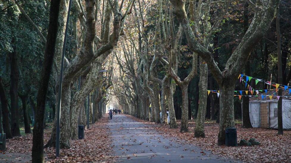 Un convegno sulla pineta di Ponente