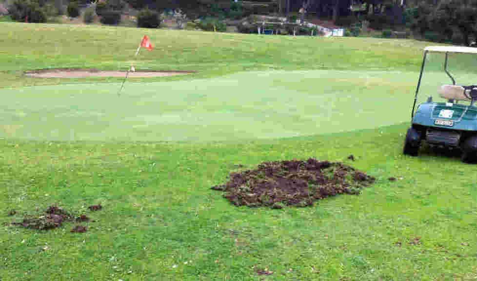 Cinghiali, danni al golf 